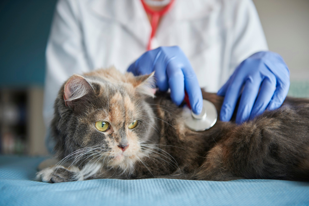 Veterinary in Ireland