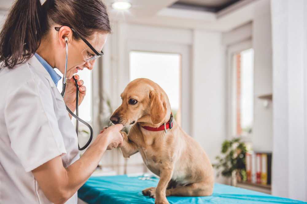 Veterinary in Italy