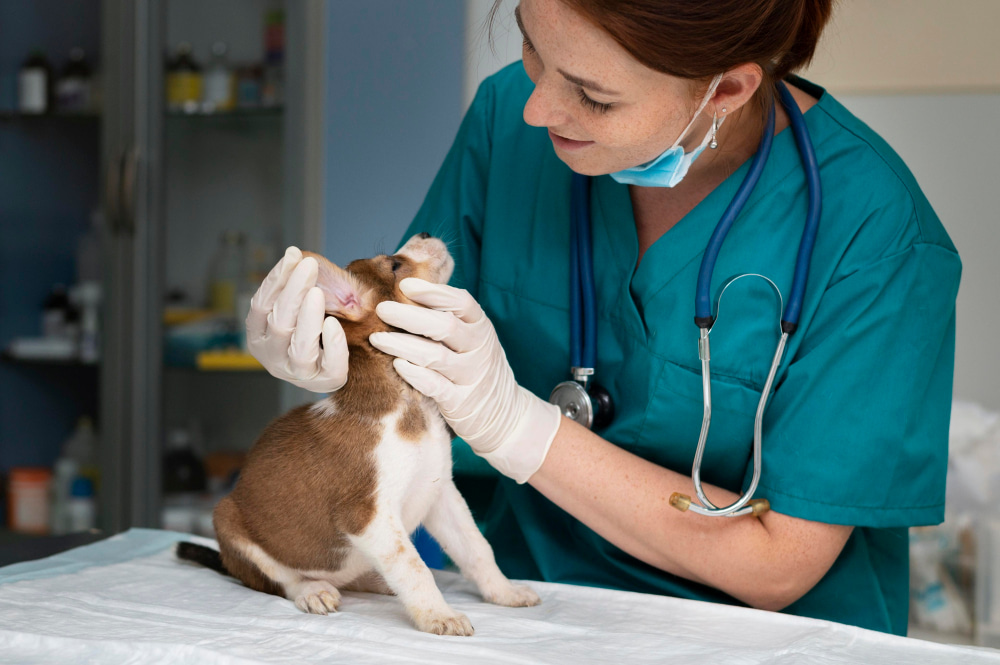 Veterinary in Poland