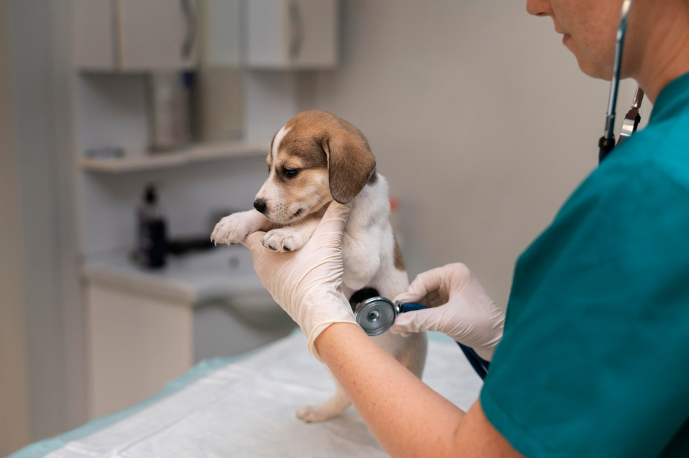 Veterinary in the USA