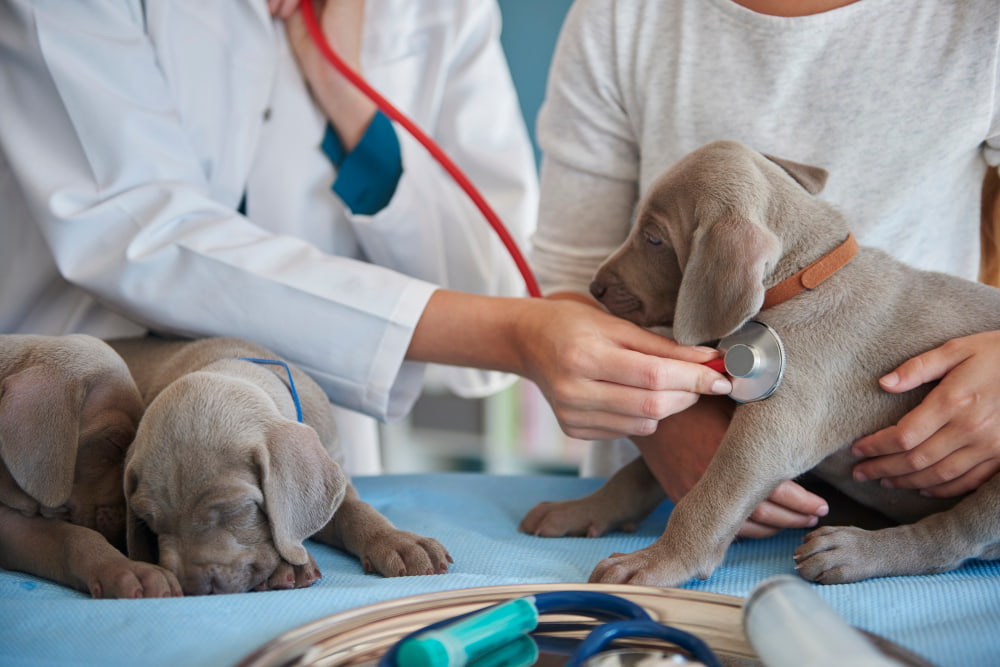Veterinary in UK